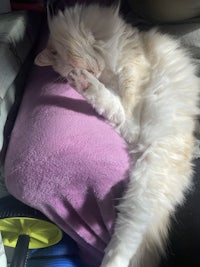 a white cat sleeping on a purple blanket