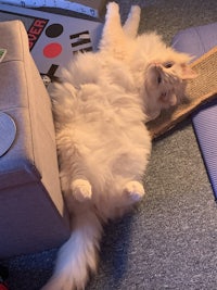 a fluffy white cat laying on top of a box