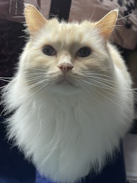 a white cat looking up at the camera