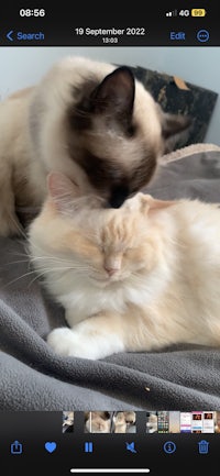 a picture of two cats laying on top of each other
