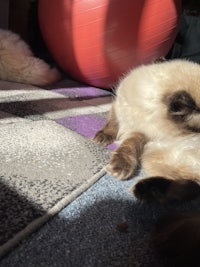 a siamese cat laying on a rug next to a ball