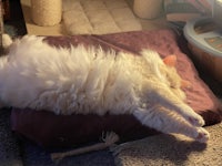 a white cat laying on top of a pillow