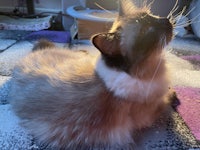 a siamese cat sitting on a carpet