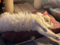 a white cat laying on top of a couch