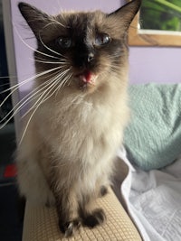 a siamese cat sitting on top of a bed